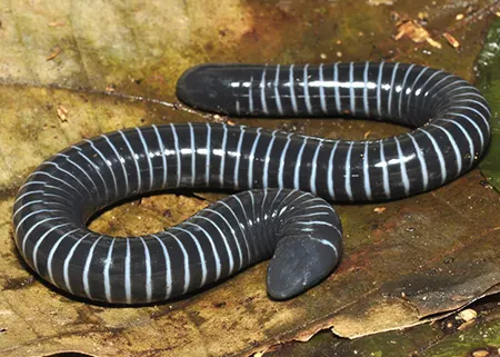 siphonops annulatus