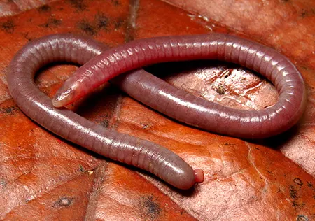 siphonops hardyi