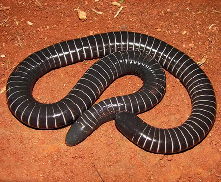 South American Caecilians