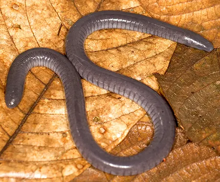 typhlonectes compressicaud