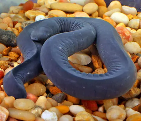Aquatic Caecilians