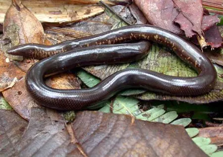 acutotyphlops subocularis