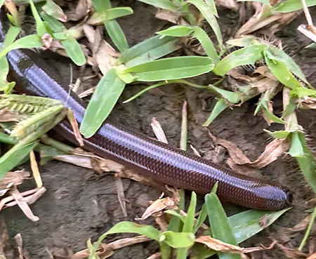afrotyphlops angolensis