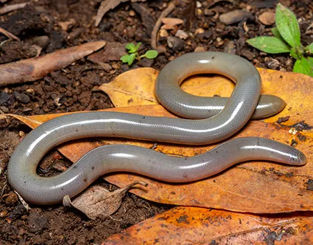 afrotyphlops bibronii