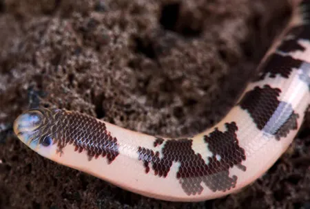 afrotyphlops congestus