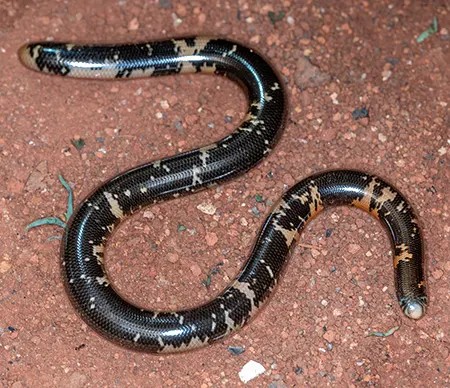 afrotyphlops dinga