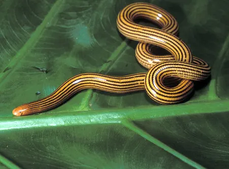 afrotyphlops elegans