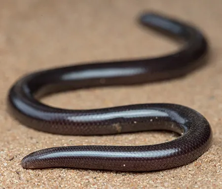 afrotyphlops fornasinii