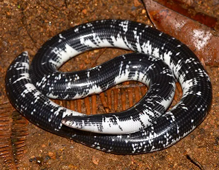 afrotyphlops liberiensis