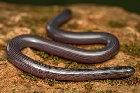 afrotyphlops lineolatus
