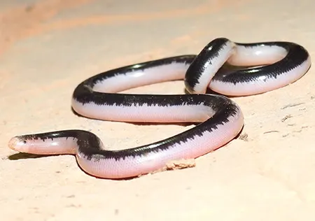 afrotyphlops nigrocandidus