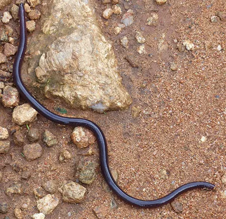 afrotyphlops obtusus