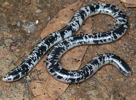 afrotyphlops punctatus