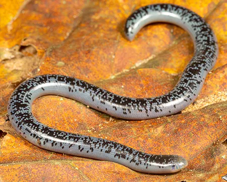 afrotyphlops schlegelii