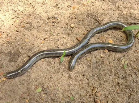 afrotyphlops schmidti