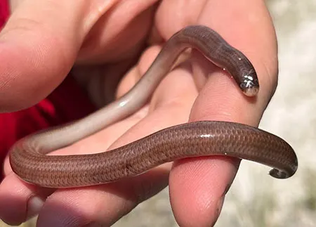 amerotyphlops amoipira