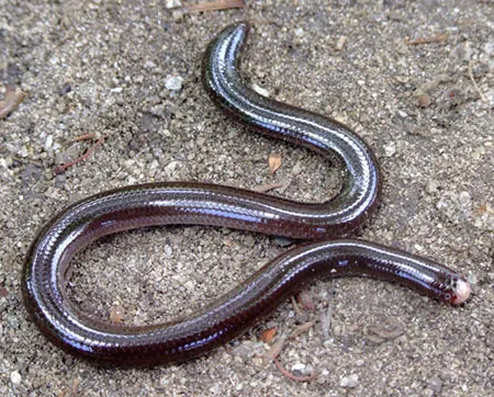 amerotyphlops arenensis