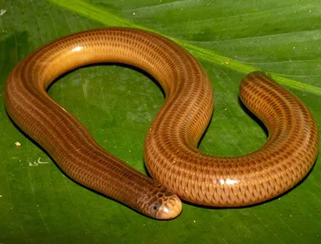 amerotyphlops brongersmianus