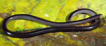 amerotyphlops costaricensi