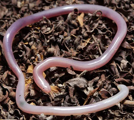 amerotyphlops microstomus