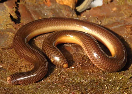 amerotyphlops minuisquamus