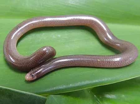 amerotyphlops paucisquam