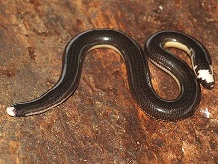 amerotyphlops reticulatus