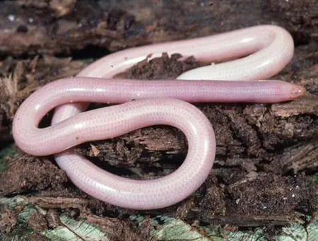 amerotyphlops stadelmani