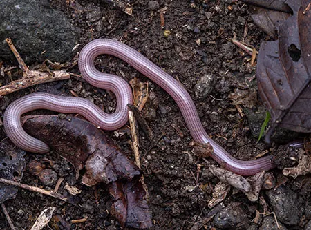 amerotyphlops tasymicris