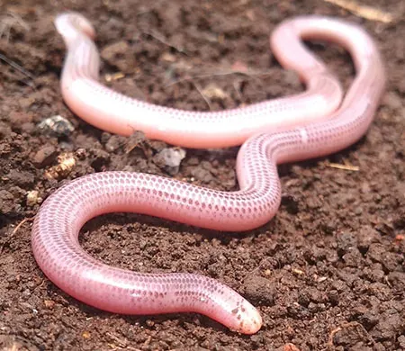 amerotyphlops tenuis