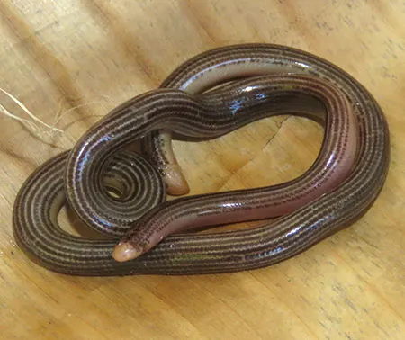 amerotyphlops trinitatus