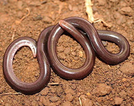 amerotyphlops tycherus