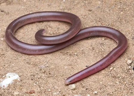 anilios bituberculatus