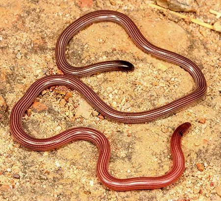 anilios chamodracaena