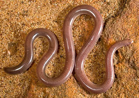 anilios kimberleyensis