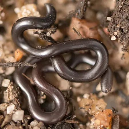 anilios leucoproctus