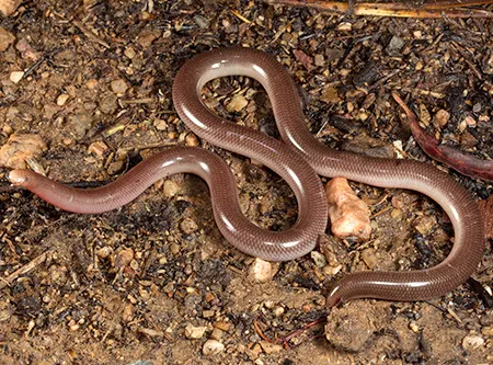 anilios unguirostris