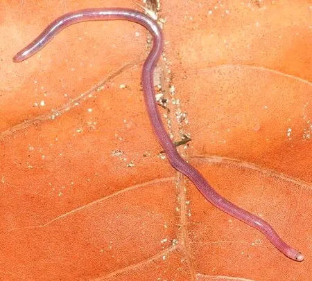 antillotyphlops annae