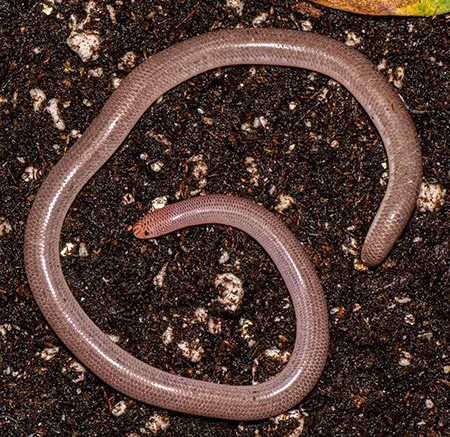 antillotyphlops geotomus