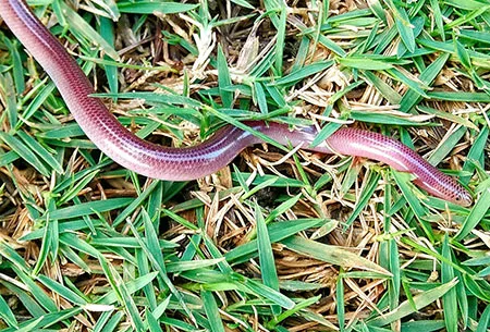 antillotyphlops hypomethes