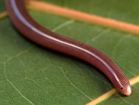 antillotyphlops monensis