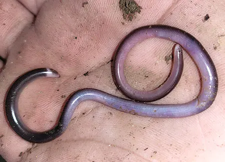 antillotyphlops platycephalu