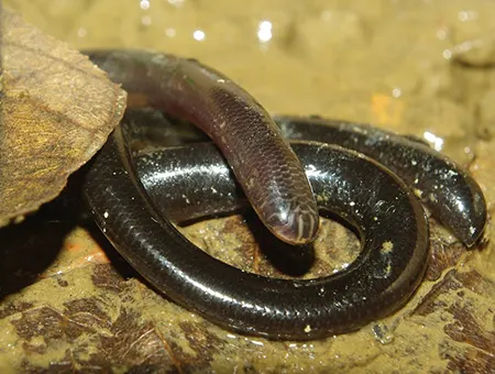 argyrophis siamensis