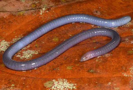 boulengerula boulengeri