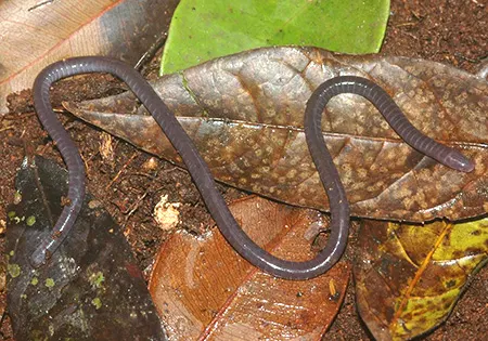 boulengerula niedeni