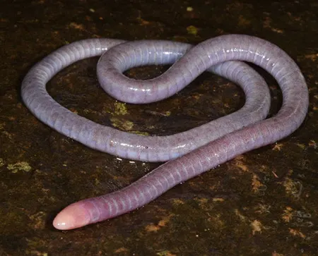 boulengerula uluguruensis