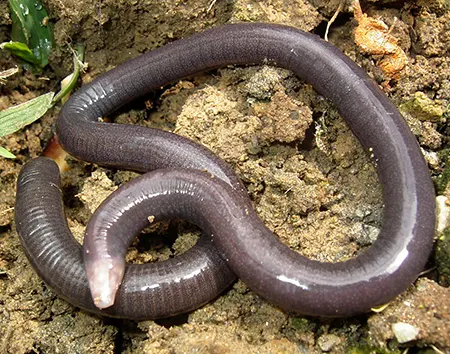 caecilia leucocephala