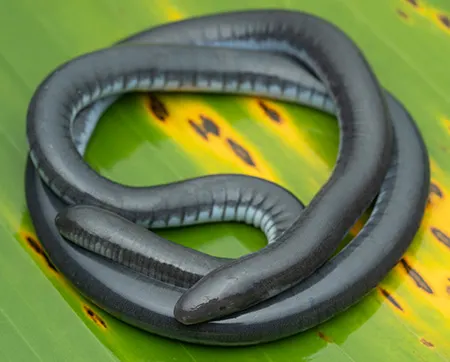 caecilia museugoeldi