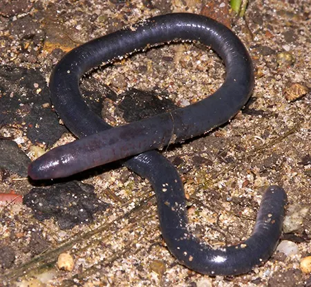 caecilia occidentalis