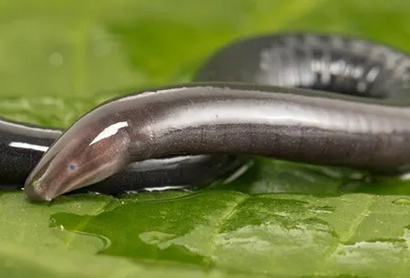 caecilia pulchraserrana